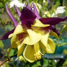 Purple & yellow double bred at Touchwood