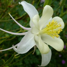 aquilegia 2117 white long spurred