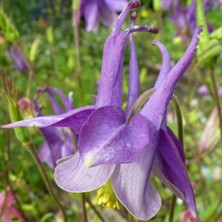 Aquilegia: Large 2-tone indigo-purple single