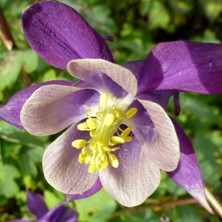 Aquilegia: Large 2-tone indigo-purple single