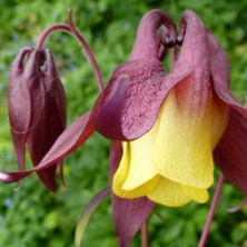 Aquilegia oxysepala from Touchwood