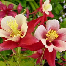 aquilegia swan at touchwood