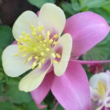 Aquilegia swan at Touchwood Swansea