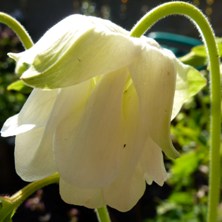 Aquilegia 2148 white pleated double