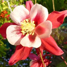 Aquilegia Swan series at Touchwood