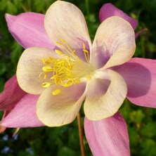Aquilegia 2159 