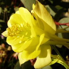 Golden aquilegia yellow double hybrid D