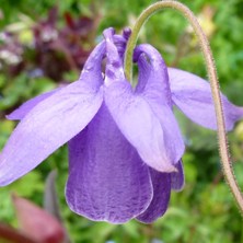 Aquilegia 2170 ecalcarata hybrid