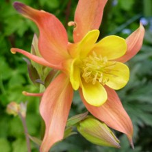 Aquilegia 2188 pink & yellow longspurred at Touchwood