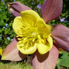 Aquilegia 2189 sludgy red & yellow long-spurred at Touchwood
