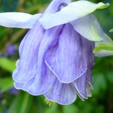 Aquilegia 2191 denim double