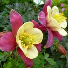 aquilegia swan at touchwood