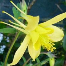 Aquilegia ex 2196