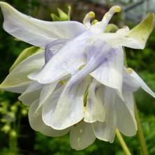 Aquilegia2198 marbled blue double at Touchwood