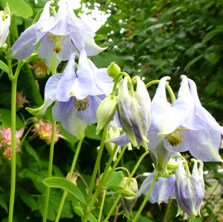 Marbled blue Aquilegia at Touchwood