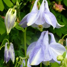 Marbled blue Aquilegia at Touchwood