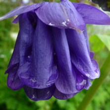 Aquilegia 2201 indigo pleated in the National Collection.