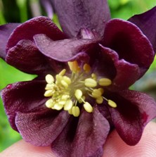 Aquilegia 2203 black flowers, gold leaves