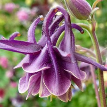Aquilegia 2216 small nearly black double, lighter inside