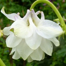 Aquilegia2220 marbled blue double at Touchwood