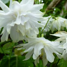 Aquilegia2220 marbled blue double at Touchwood