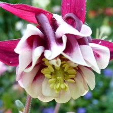 Aquilegia reby & white double