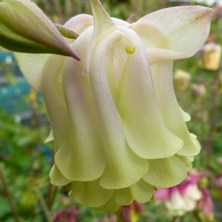 Aquilegia2228 large pale pink & creamy double