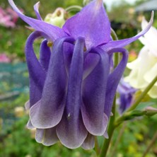 Purple & yellow double bred at Touchwood