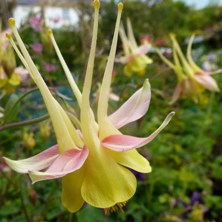 Long spurred aquilegia 2230 pink & yellow at Touchwood