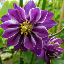 Aquilegia 2231 striped purple & white double at Touchwood National Collection