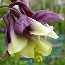 Black & white doubleaquilegia at Touchwood