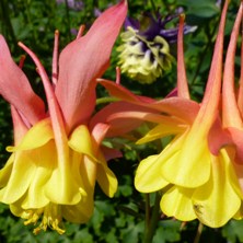 Pink red & yellow double bred at Touchwood hubrid E