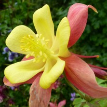 aquilegia swan at touchwood