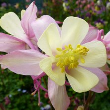 Aquilegia 2236 long-spurred