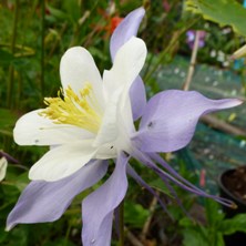 Aquilegia coerulea caerulea at Touchwood