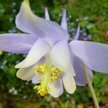 Aquilegia 2252 long-spurred