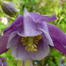 Marbled blue aquilegia at Touchwood