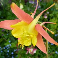 Aquilegia 2270 pink & yellow longspurred at Touchwood