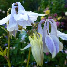 Marbled blue Aquilegia at Touchwood