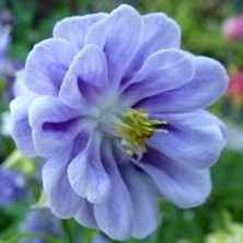 Aquilegia 2292 denim double