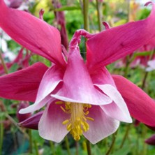 Aquilegia 'Georgia' seedling