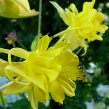 yellow double aquilegia at Touchwood