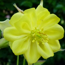 yellow double aquilegia at Touchwood