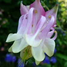 Aquilegia 2235 pink & creamy double