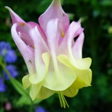 Aquilegia 2235 pink & creamy double