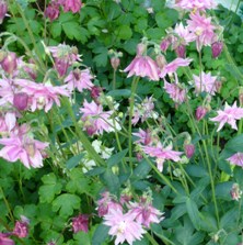 Aquilegia 2307 stellata pink