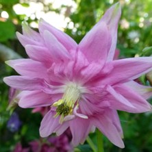 Aquilegia 2307 stellata pink