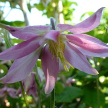 Aquilegia 2304 small pink stellata