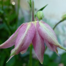 Aquilegia small pink stellata