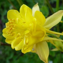 Yellow double aquilegia at Touchwood